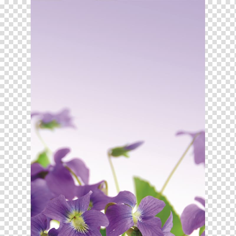 Sweet violet Purple Lilac Flower, purple flower transparent background PNG clipart