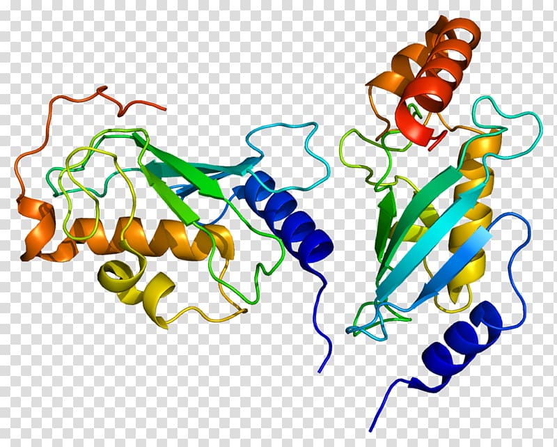 UBE2N Ubiquitin-conjugating enzyme Protein Data Bank Gene, others transparent background PNG clipart