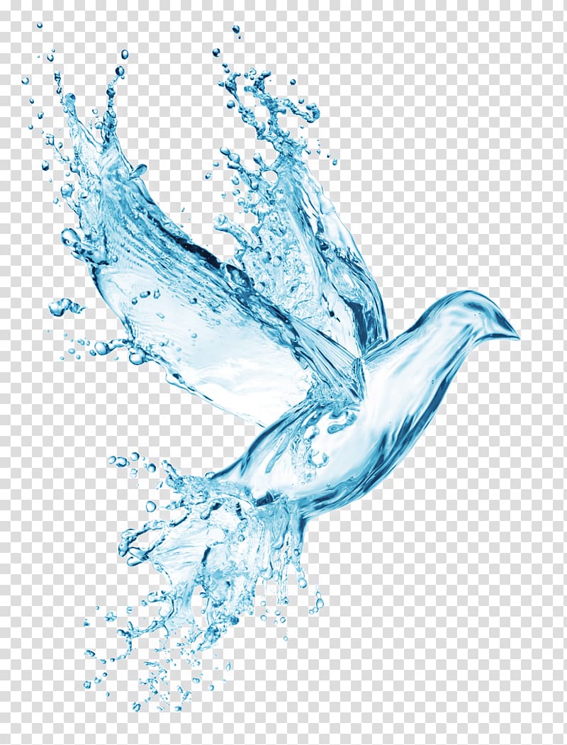 Columbidae Drinking water Bird , water transparent background PNG clipart