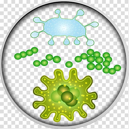 Bacteria Microorganism Microbiota Virus, bacteria transparent background PNG clipart
