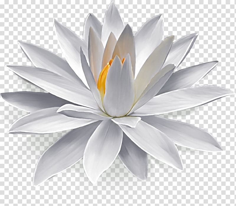 Nymphaea alba Egyptian lotus Flower Lilium, waterlily transparent background PNG clipart