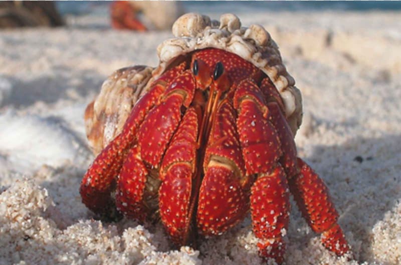 Pacific Ocean Hermit crab Seashell Crustacean, crab transparent background PNG clipart