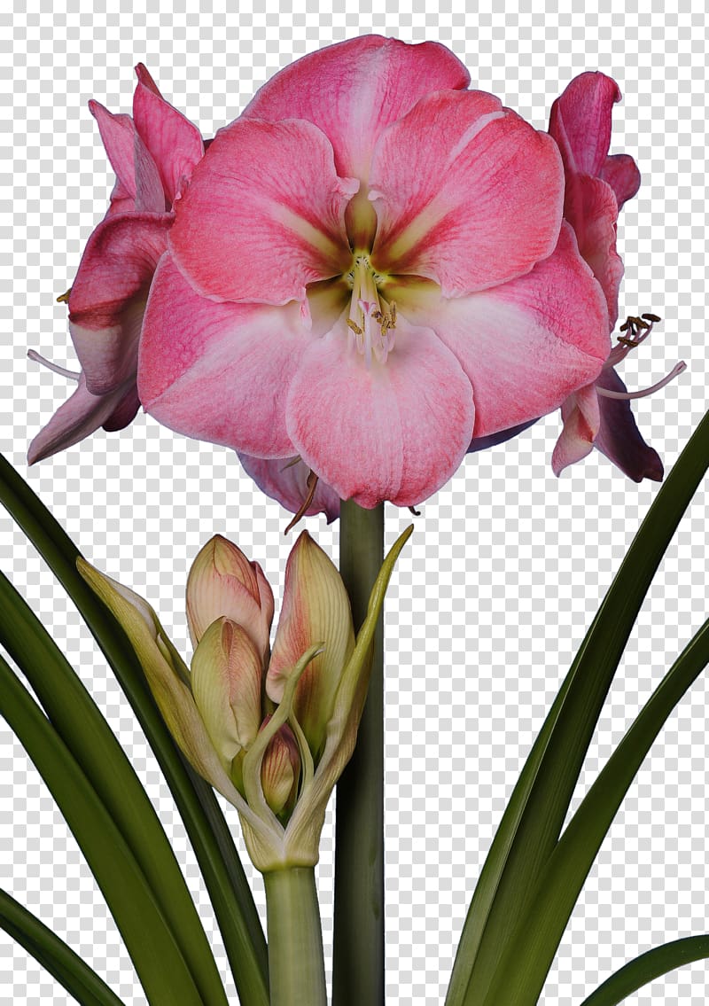 Amaryllis Bulb Flower Jersey lily Red, bulb transparent background PNG clipart