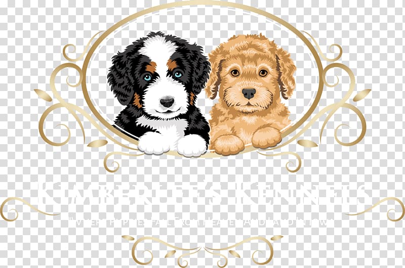 Cavalier King Charles Spaniel Puppy Dog breed Companion dog Kimberlee\'s Kennels, apricot poodles temperament transparent background PNG clipart