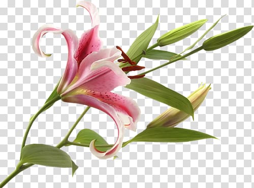 Pink flowers Bulb Tiger lily Lilium \'Stargazer\', flower transparent background PNG clipart