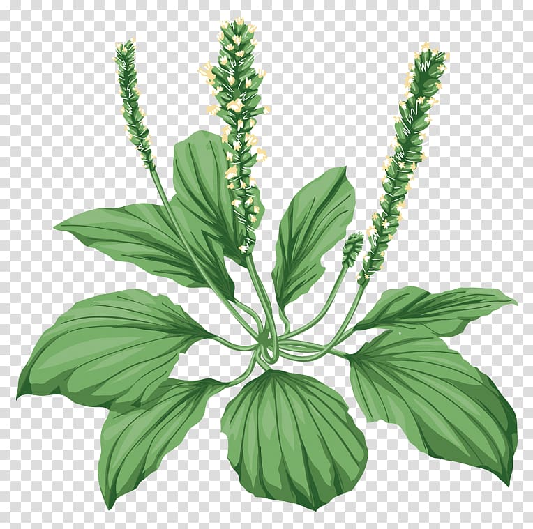 Broadleaf plantain Medicinal plants Herbaceous plant Pharmaceutical drug, plant transparent background PNG clipart