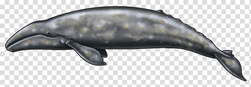 Dolphin Alaska Art blog, Grey Whale transparent background PNG clipart
