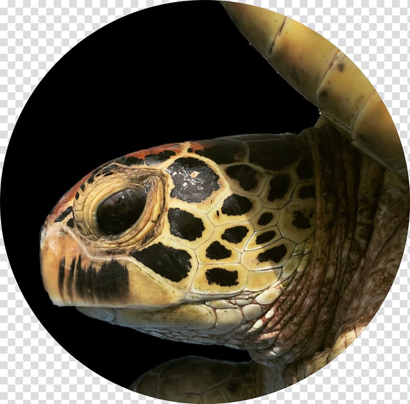 Box turtles Hawksbill sea turtle Tortoise, turtle transparent background PNG clipart