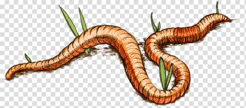Worm Eisenia fetida Vermicompost Parasitism, others transparent background PNG clipart