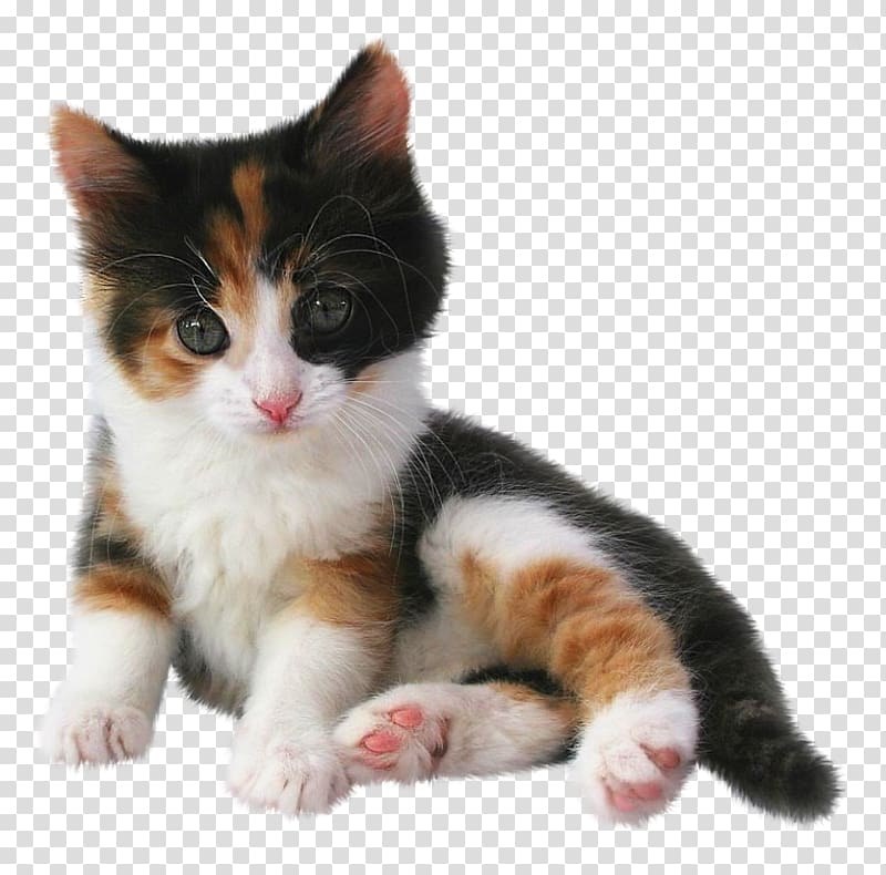 Kitten Puppy Munchkin cat California spangled Bengal cat, kitten transparent background PNG clipart