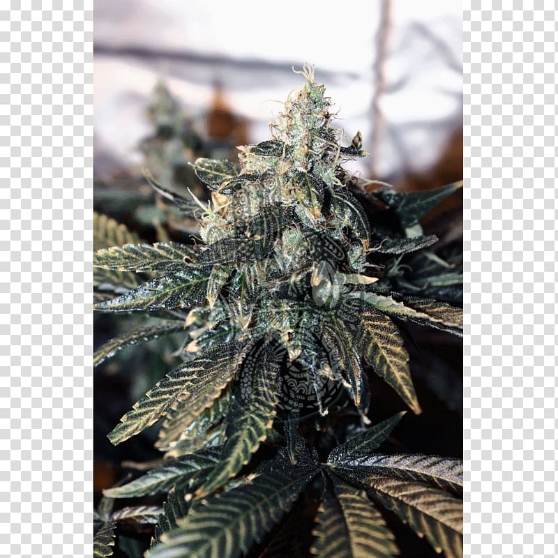 Hemp Cannabis Seed .com Finite element method, Mandalla transparent background PNG clipart