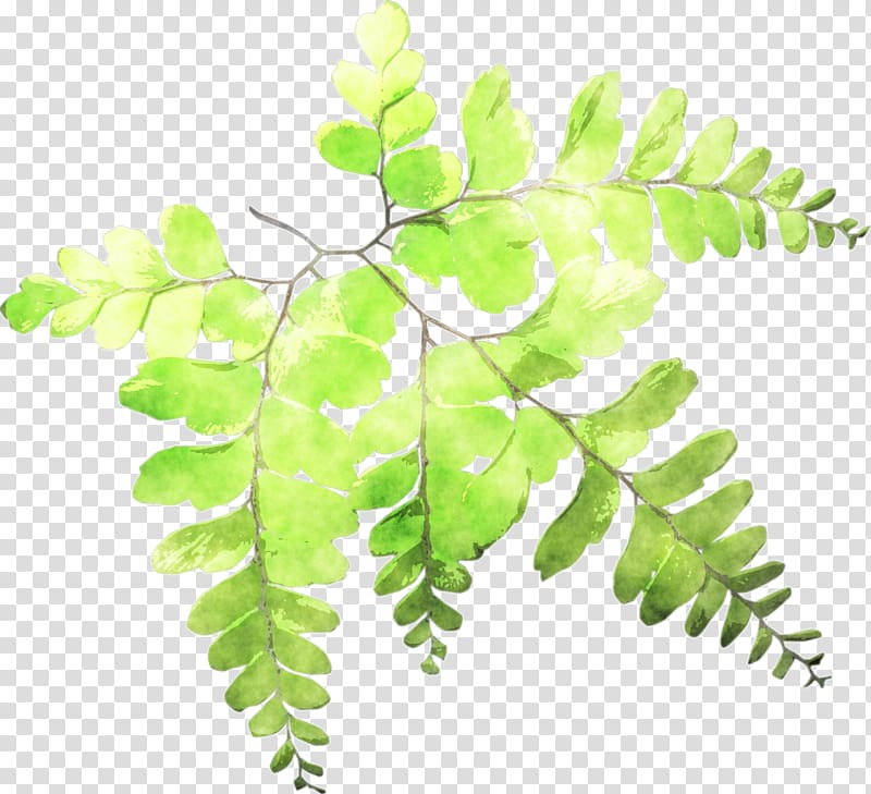 Fern Leaf Plant stem Watercolor painting, crape myrtle transparent background PNG clipart