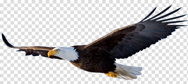 Eagle Flight Bird, eagle transparent background PNG clipart