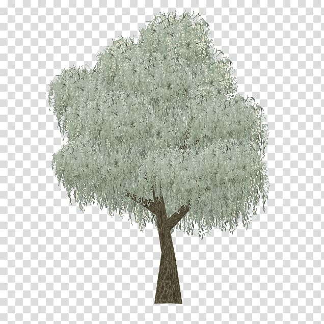 Zoo Tycoon 2 Eucalyptus coolabah Tree Woody plant Evergreen, Eucalyptus leaves transparent background PNG clipart