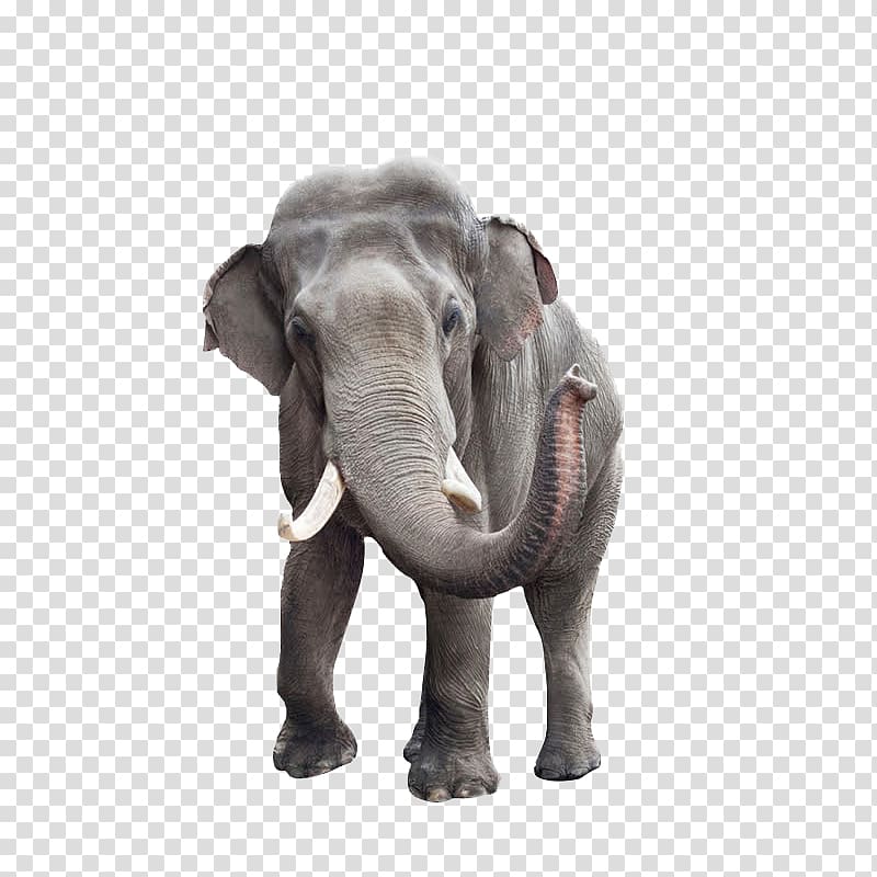 gray elephant poster, African bush elephant Indian elephant , Elephant transparent background PNG clipart