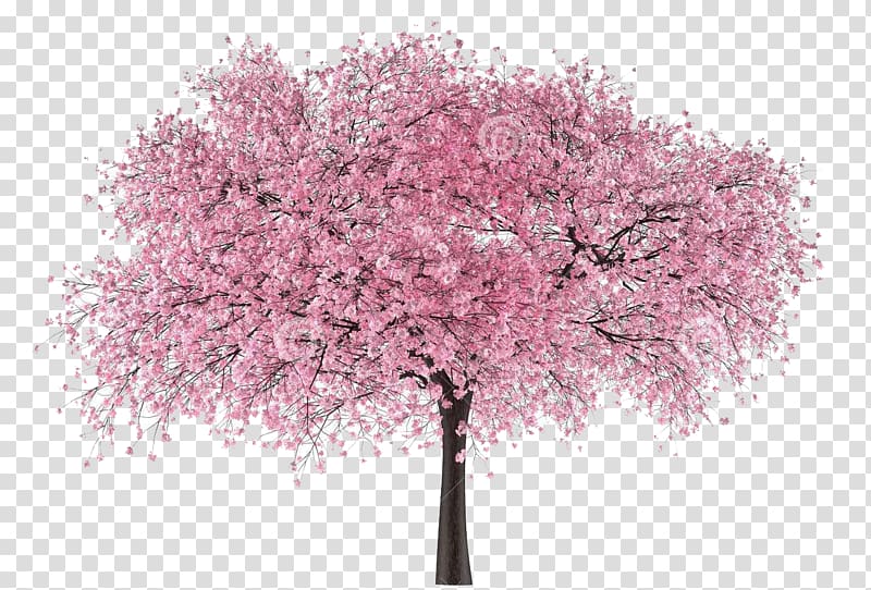 Cherry blossom Portable Network Graphics Tree, arvore sakura transparent background PNG clipart