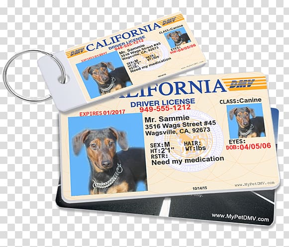 Jack Russell Terrier Cat Pet tag Service dog MyPetDMV.com, Pet Drivers License ID Tags, driving license transparent background PNG clipart