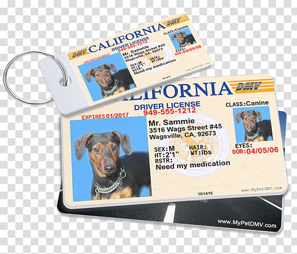 License dog outlet tag