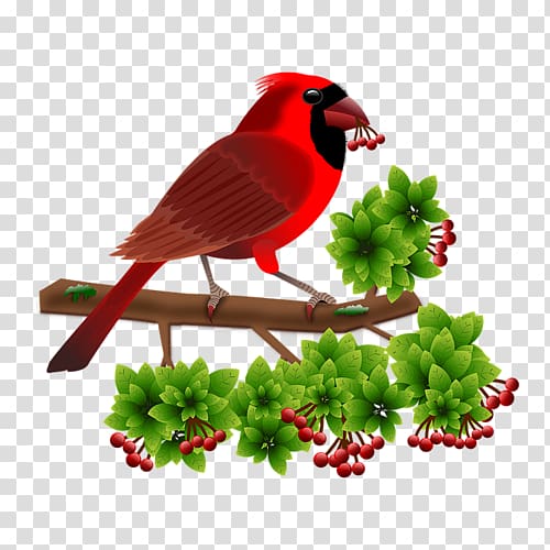 Android moving boxes, bird cardinal transparent background PNG clipart