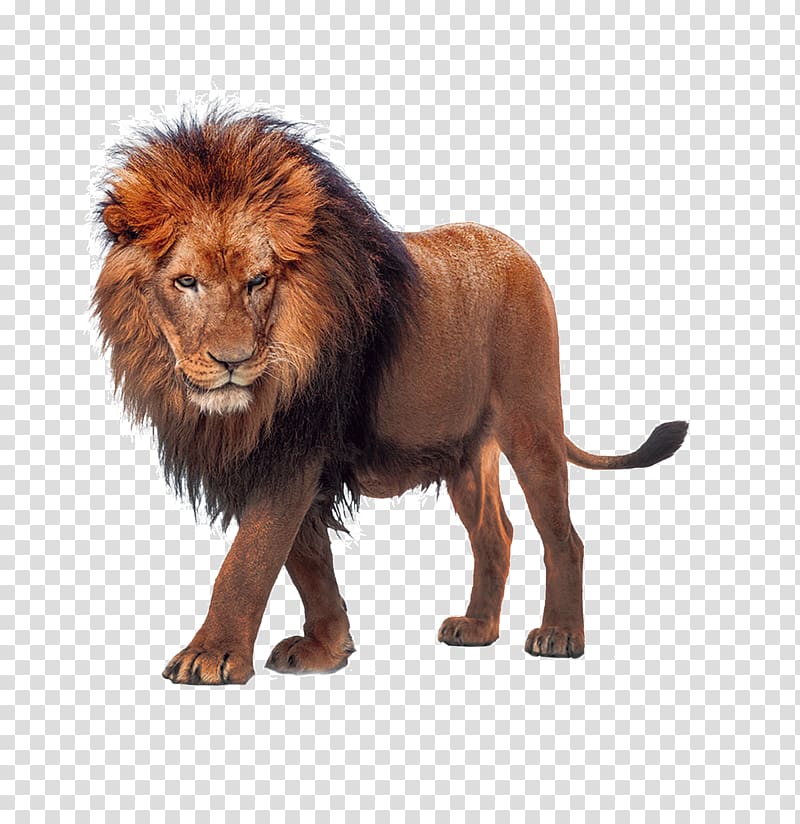 brown lion , Lion , Lion king of the beasts transparent background PNG clipart