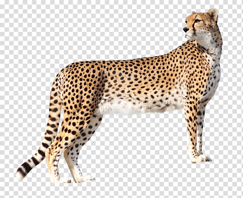 Cheetah Lion High-definition television , Cheetah transparent background PNG clipart