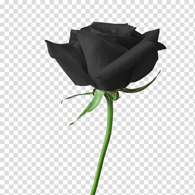 Rainbow rose Flower Black rose , Black Rose transparent background PNG clipart