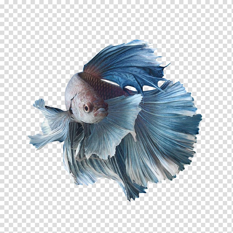 Siamese fighting fish Koi Aquarium Goldfish, betta fish transparent background PNG clipart