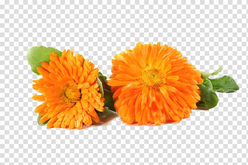 Flower Marigold Chrysanthemum, Two marigold chrysanthemums transparent background PNG clipart