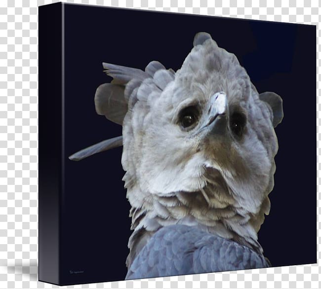 Sculpture Snout, Harpy Eagle transparent background PNG clipart