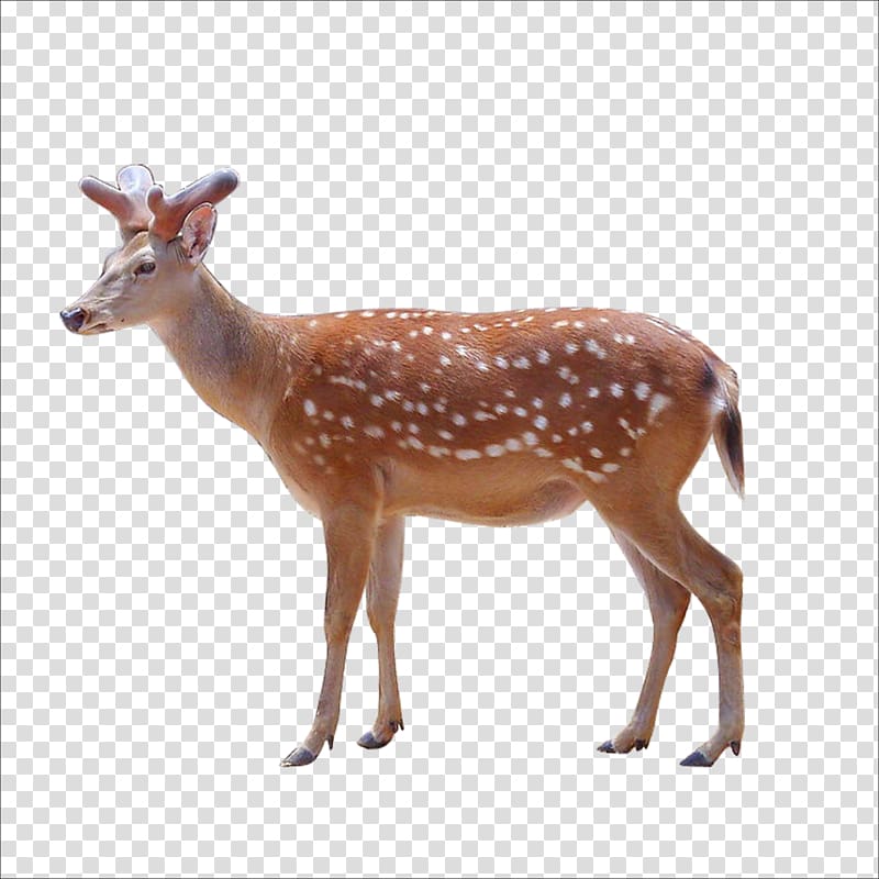 Sika deer Animal , deer transparent background PNG clipart