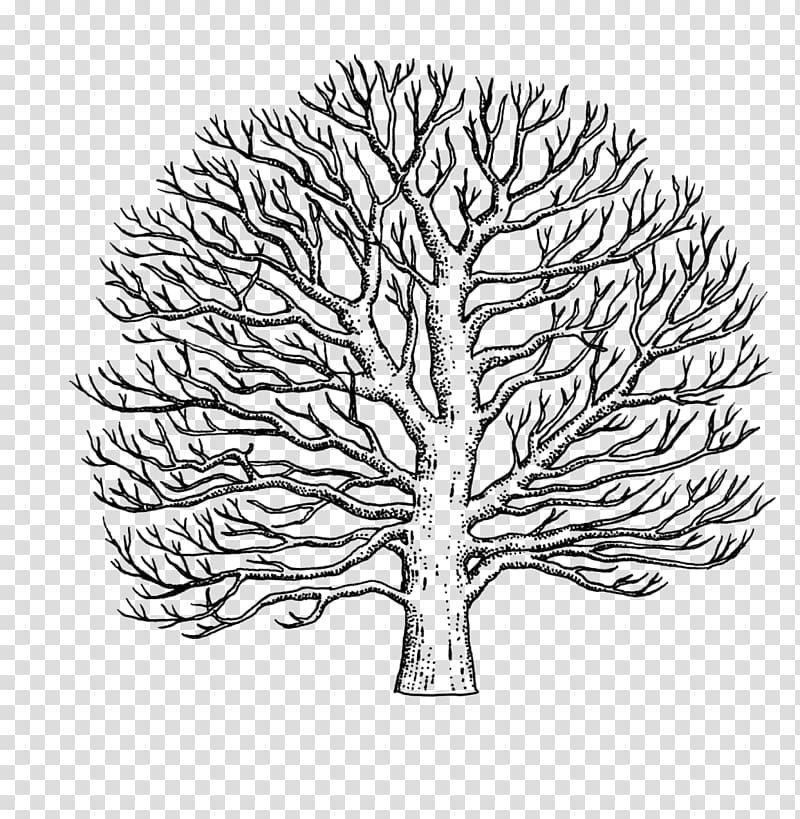 Branch American sycamore Drawing Tree Western sycamore, tree transparent background PNG clipart