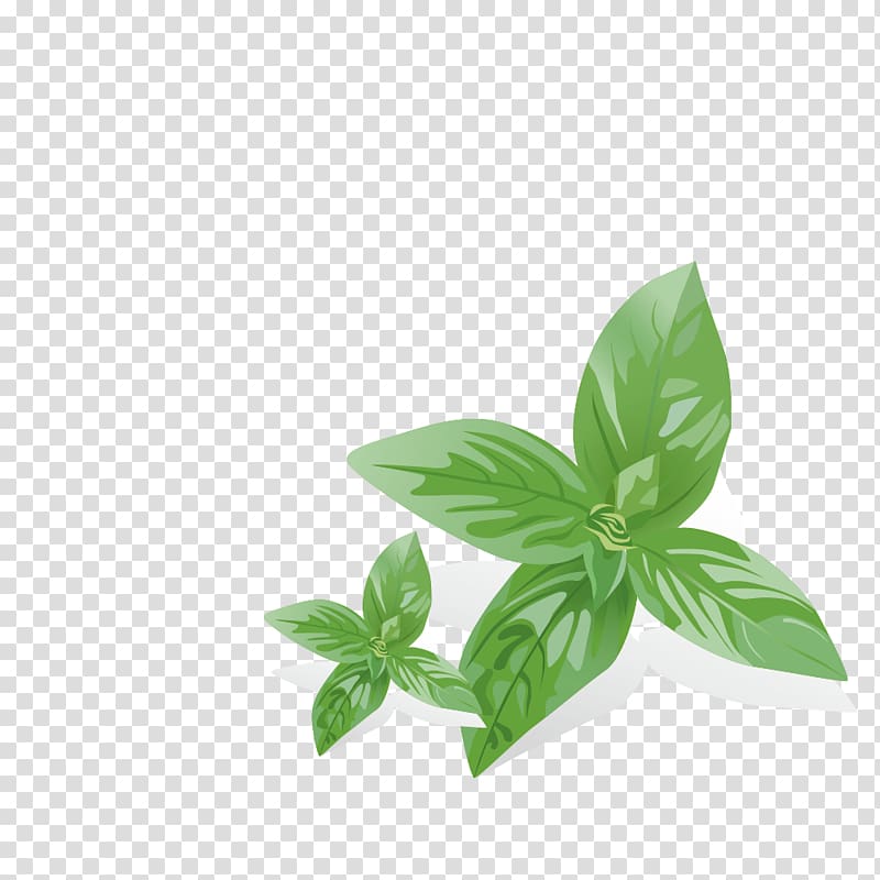 Mentha spicata Euclidean , Mint leaves transparent background PNG clipart