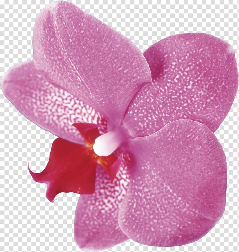 Moth orchids , tropical flowers transparent background PNG clipart