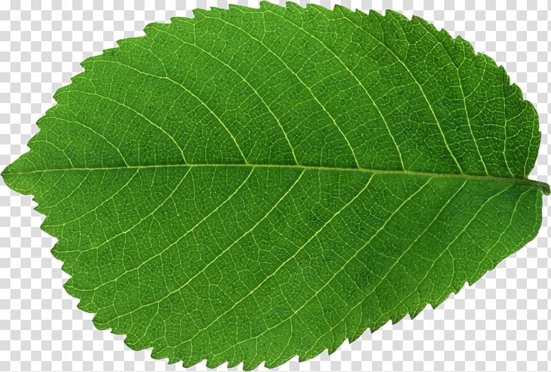 Leaf Green, Leaf transparent background PNG clipart