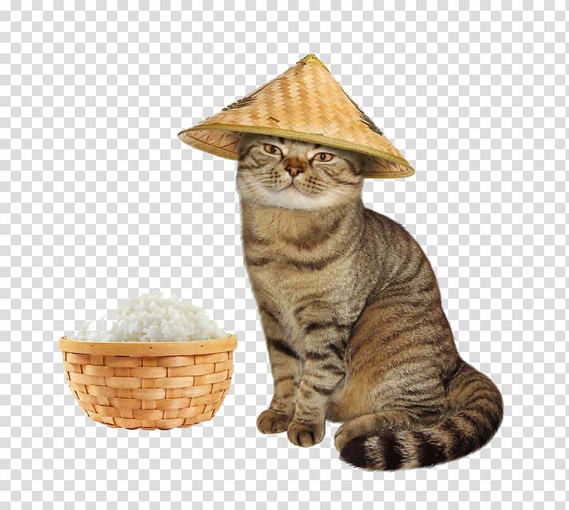 Cat Kitten Teacher , Cat with straw hat transparent background PNG clipart