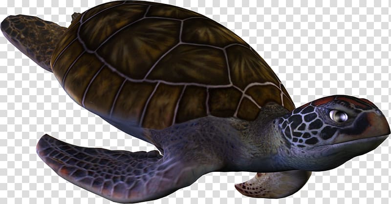 Loggerhead sea turtle Box turtle, Turtle transparent background PNG clipart
