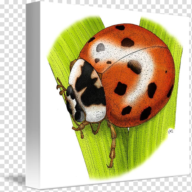 Asian lady beetle Biedronka kind Poland, beetle transparent background PNG clipart