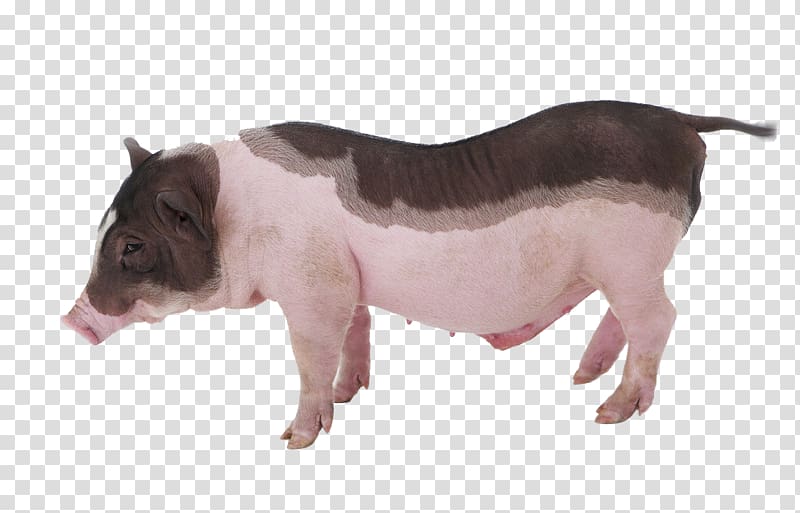 Miniature pig Piglet Cuteness Grishuvud Pet, Melancholy pet pig transparent background PNG clipart