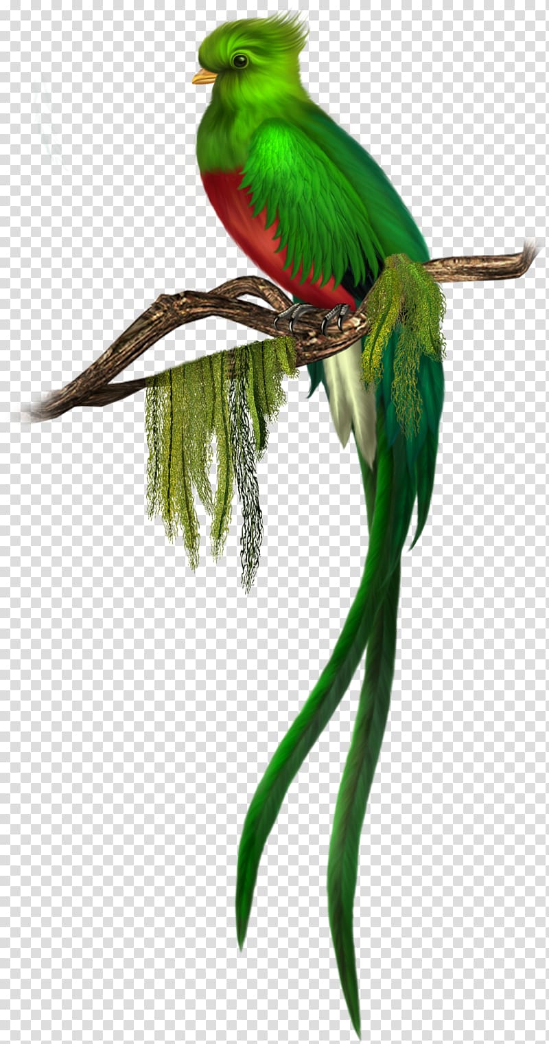 Bird Quetzal Green , Green Bird Free , red-breasted green bird perched on branch illustration transparent background PNG clipart
