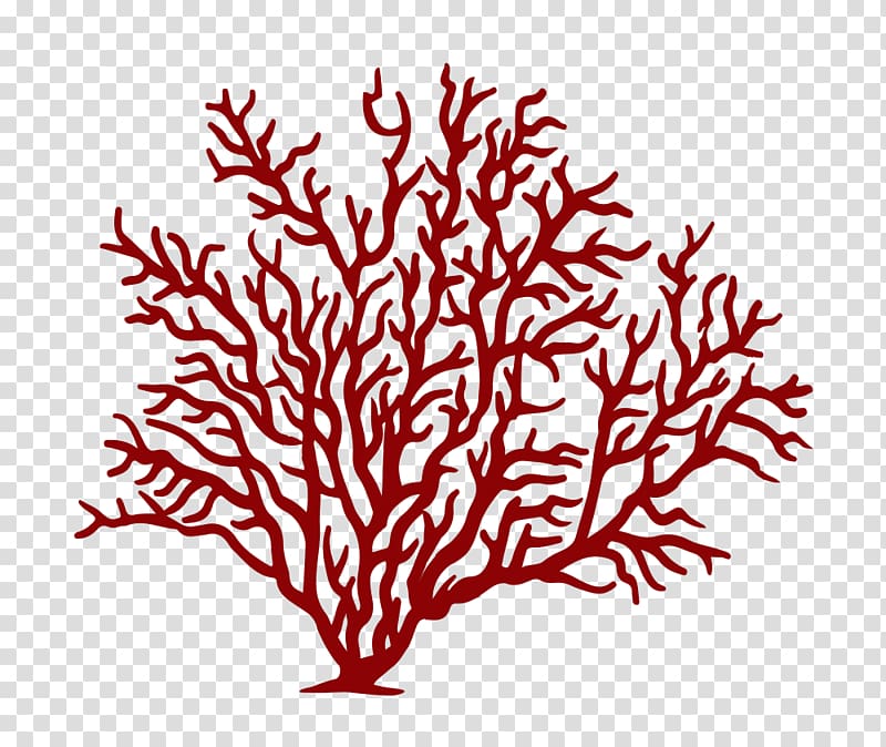 red coral drawing