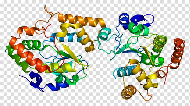 Cytochrome P450 reductase Hemeprotein Nicotinamide adenine dinucleotide phosphate, others transparent background PNG clipart