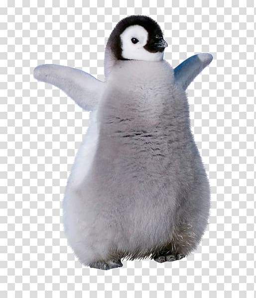 King penguin Stuffed Animals & Cuddly Toys Beak, Penguin transparent background PNG clipart