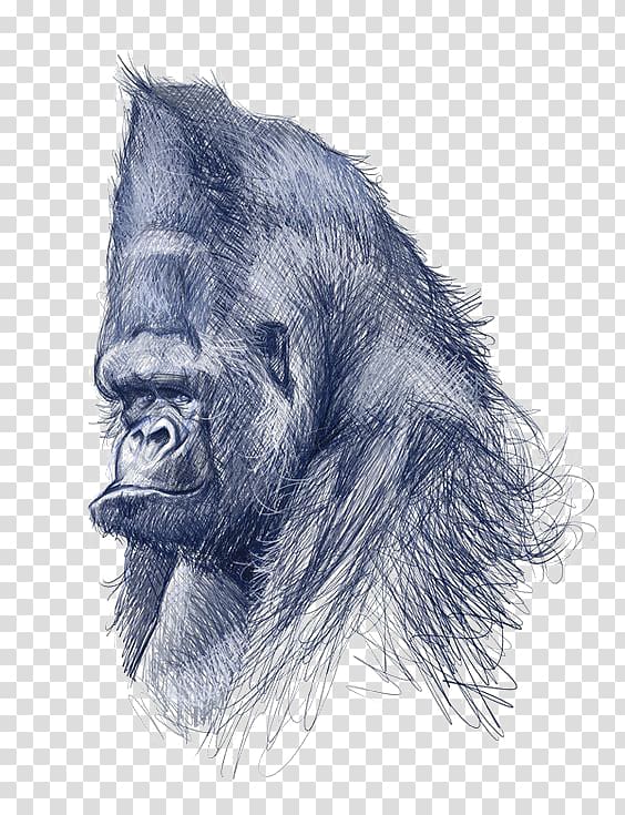 Common chimpanzee Gorilla Drawing Art Illustration, Gorilla transparent background PNG clipart