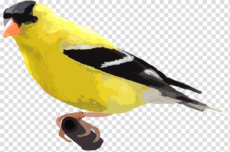 Finch Eurasian golden oriole, others transparent background PNG clipart