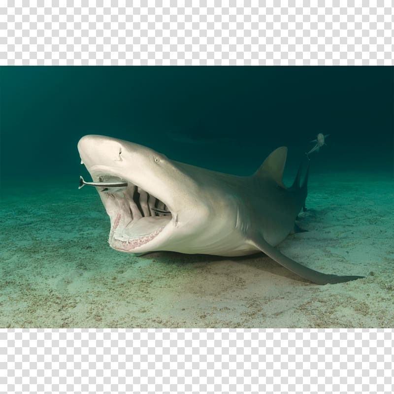 Tiger shark Great white shark Lemon shark Remora, shark transparent background PNG clipart