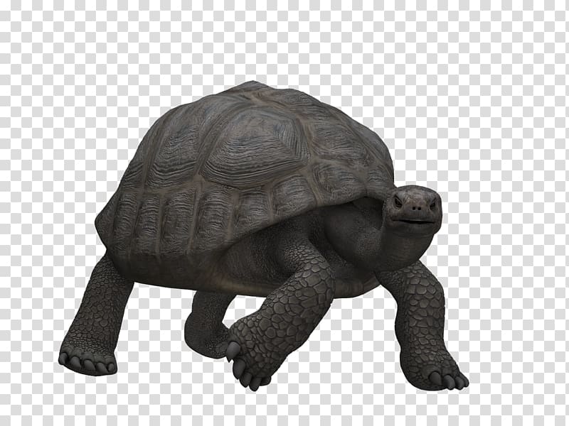 Turtle Illustration, Strong Turtle transparent background PNG clipart