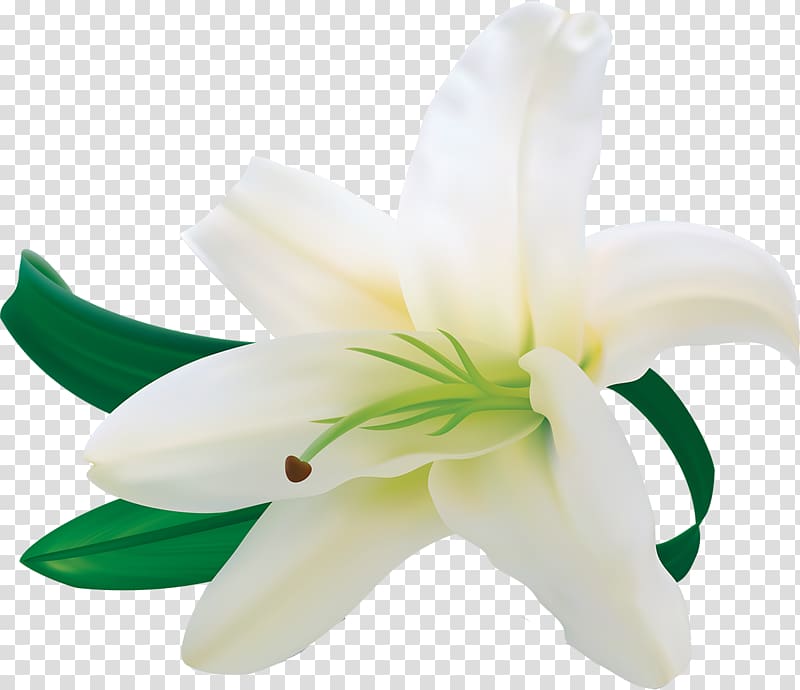 Easter lily Lilium candidum Amaryllis belladonna Arum-lily, lily transparent background PNG clipart