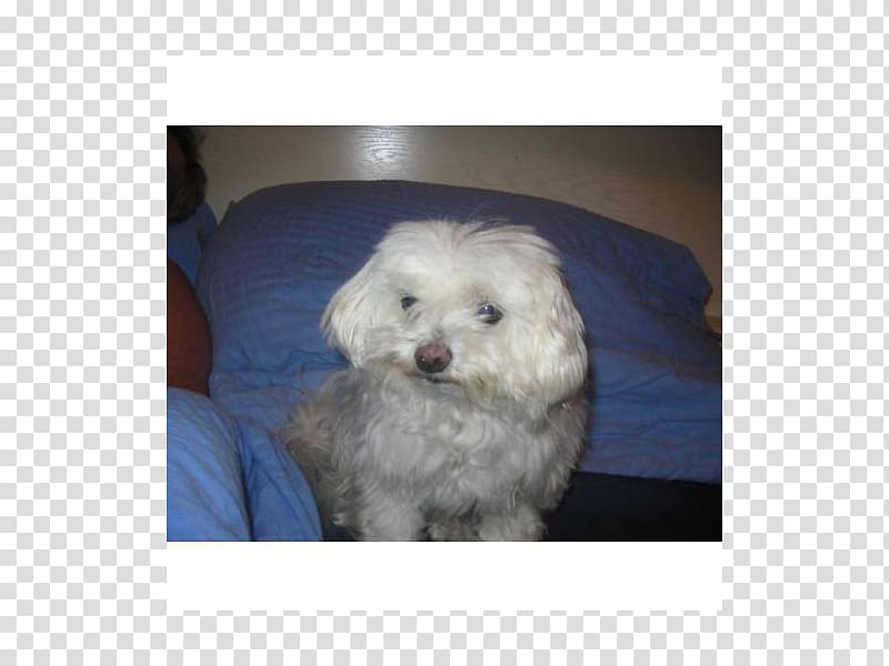 Maltese dog Bolognese dog Havanese dog Coton de Tulear Bichon Frise, puppy transparent background PNG clipart