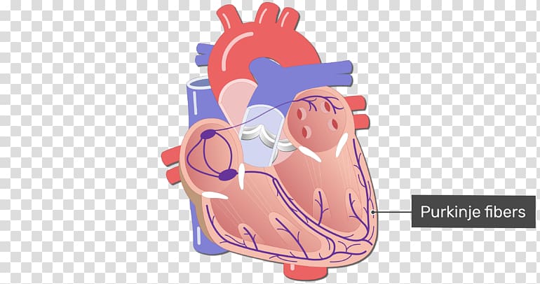 Electrical conduction system of the heart Circulatory system Cardiology Purkinje fibers, heart transparent background PNG clipart