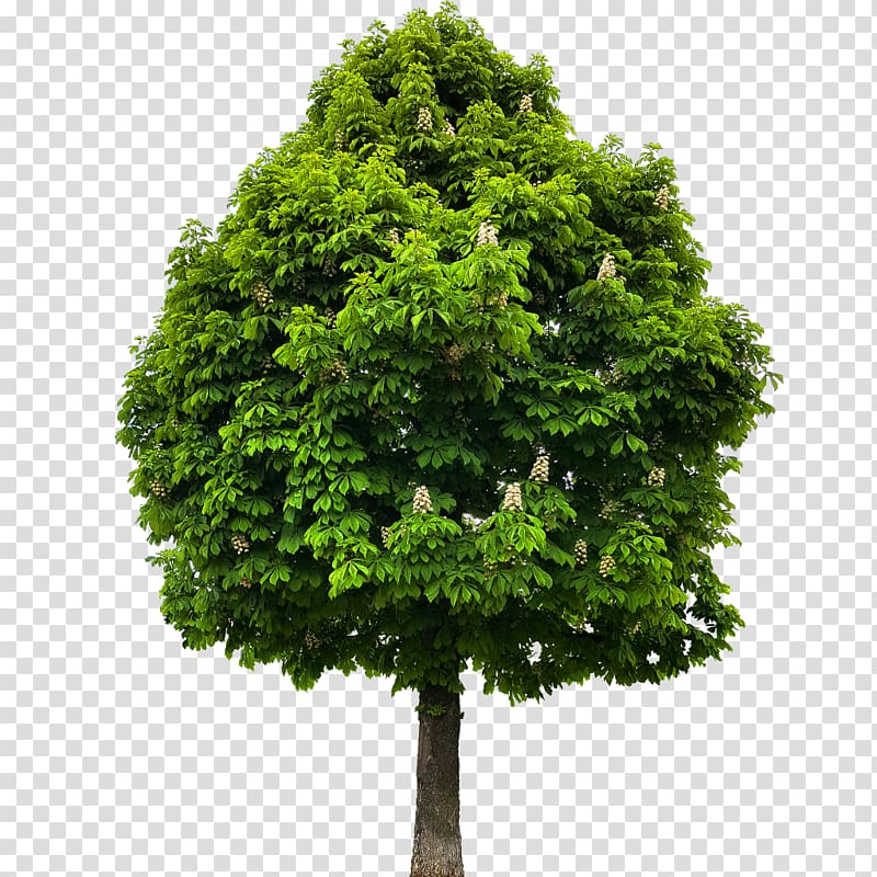 green leafed tree, European horse-chestnut American chestnut Tree Lindens Plant, tree transparent background PNG clipart